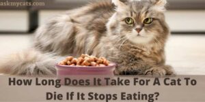 How Long Does It Take For A Cat To Die If It Stops Eating?