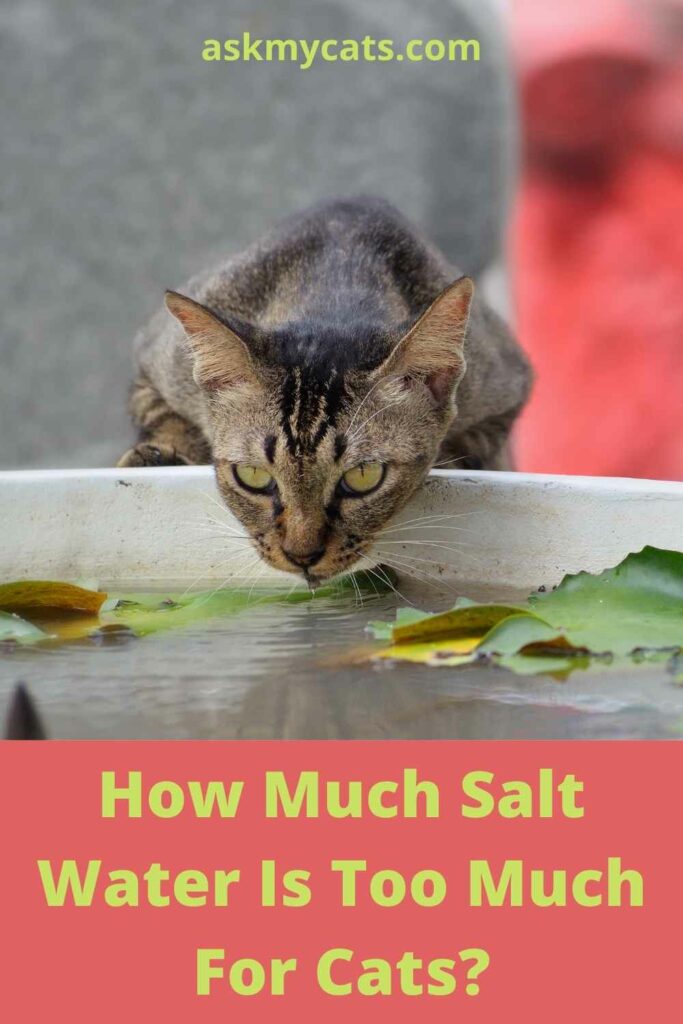 How Much Salt Water Is Too Much For Cats?