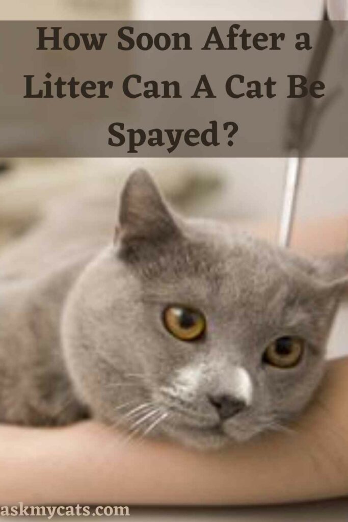 How Soon After a Litter Can A Cat Be Spayed?