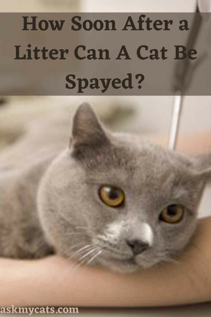 when-can-i-get-my-cat-spayed-after-having-kittens