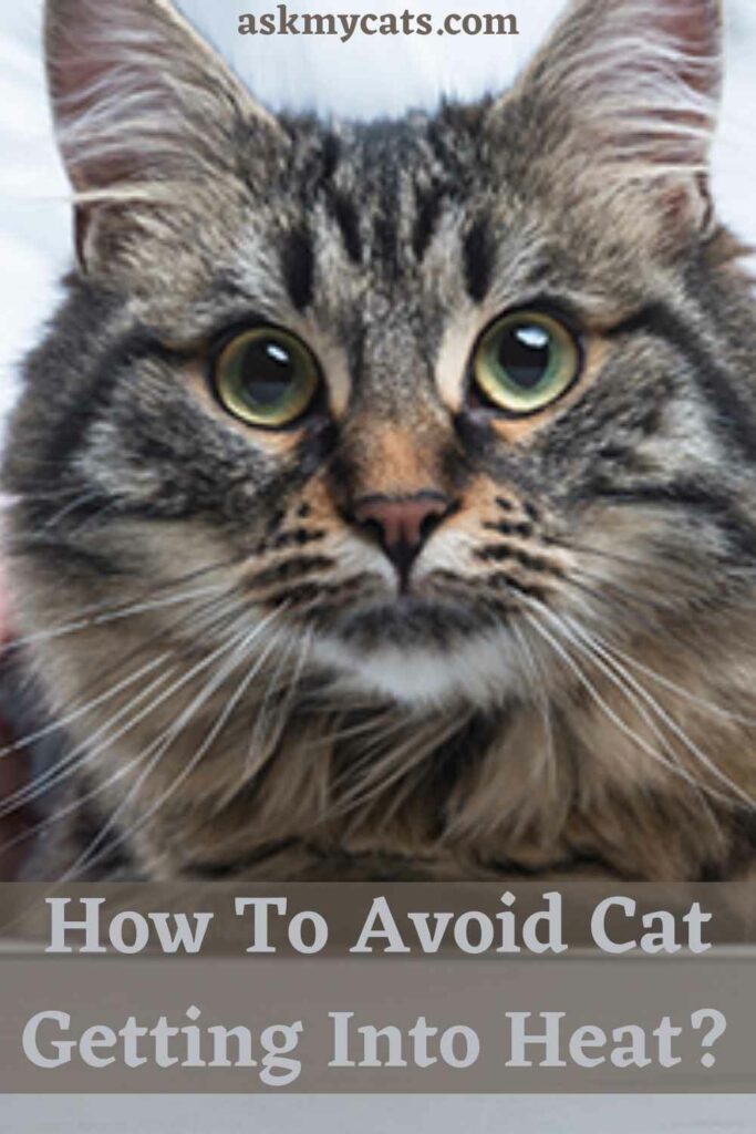 How To Avoid Cat Getting Into Heat?