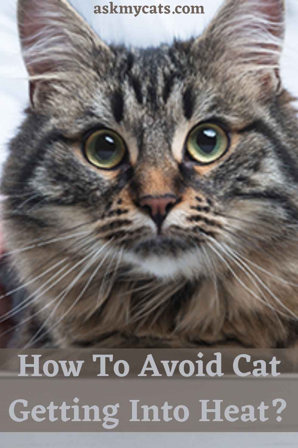 Can A Cat Get Pregnant When Not In Heat?