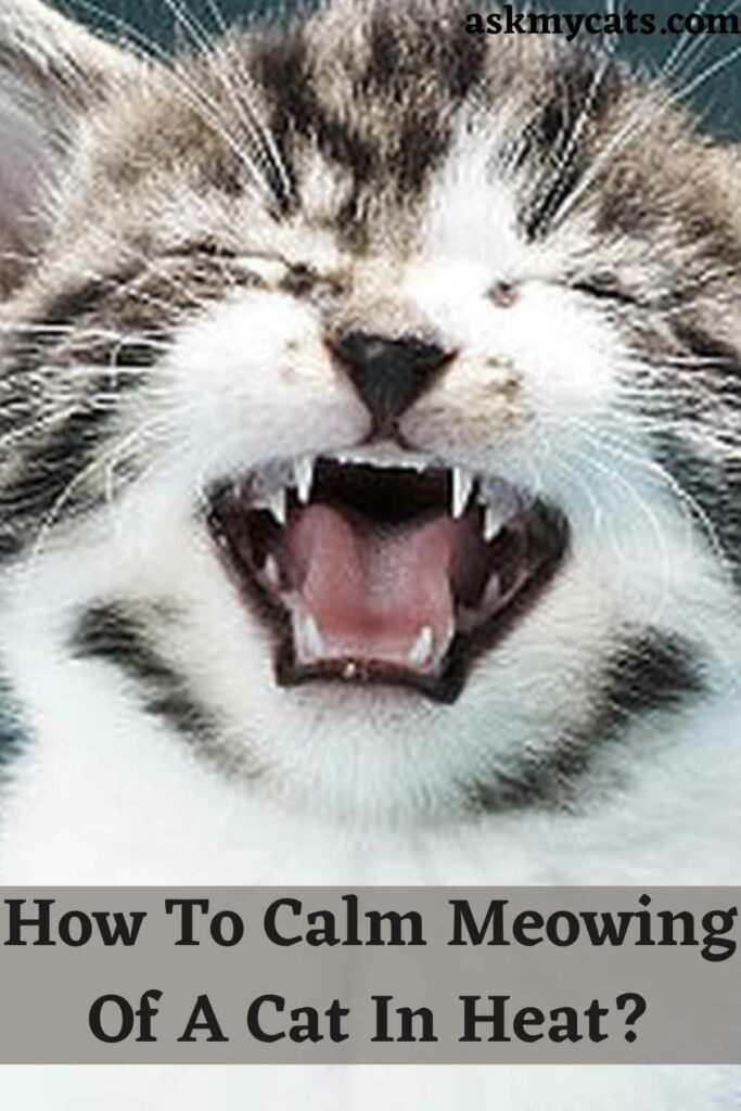 How To Calm Meowing Of A Cat In Heat?