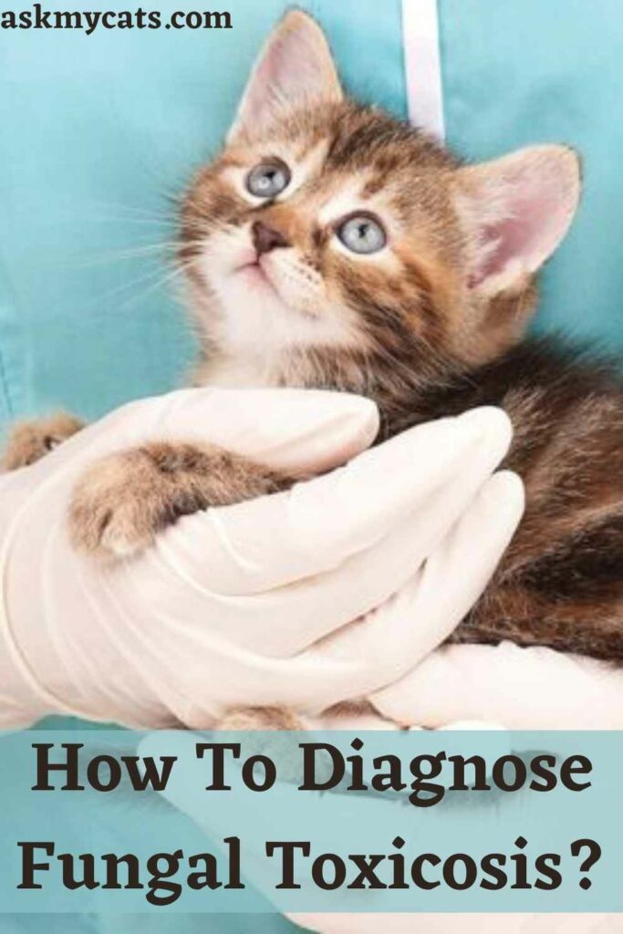 How To Diagnose Fungal Toxicosis?