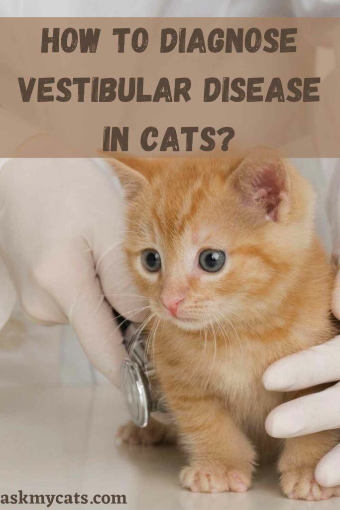 How To Diagnose Vestibular Disease In Cats?