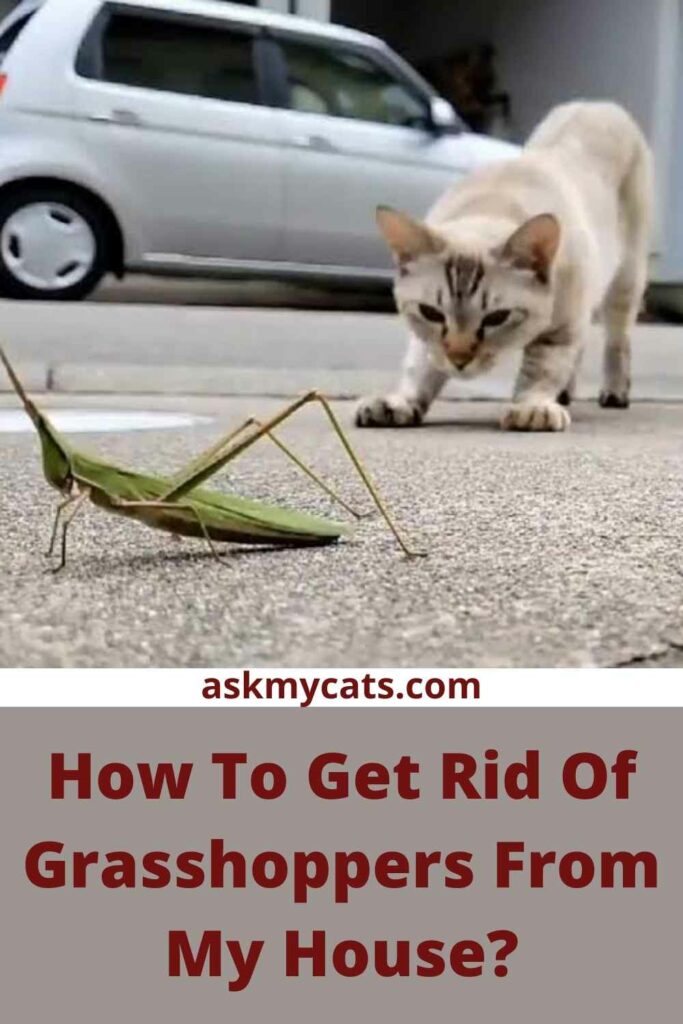 How To Get Rid Of Grasshoppers From My House?