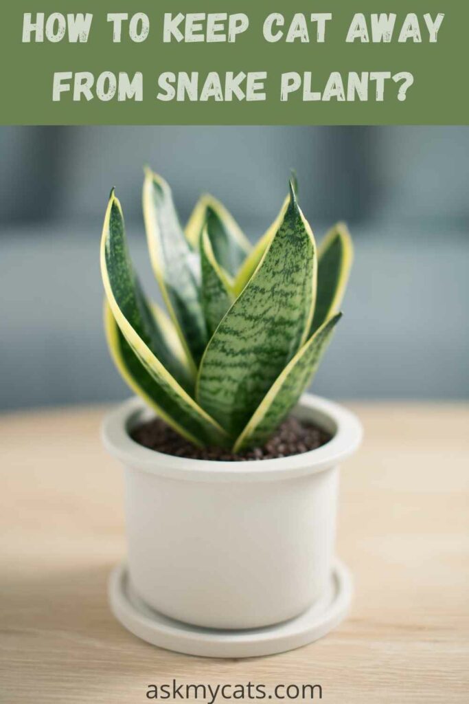 how to keep cat away from snake plant?