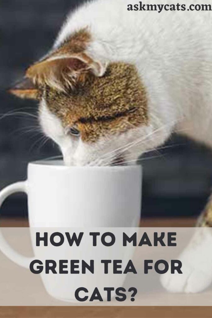 How To Make Green Tea For Cats?