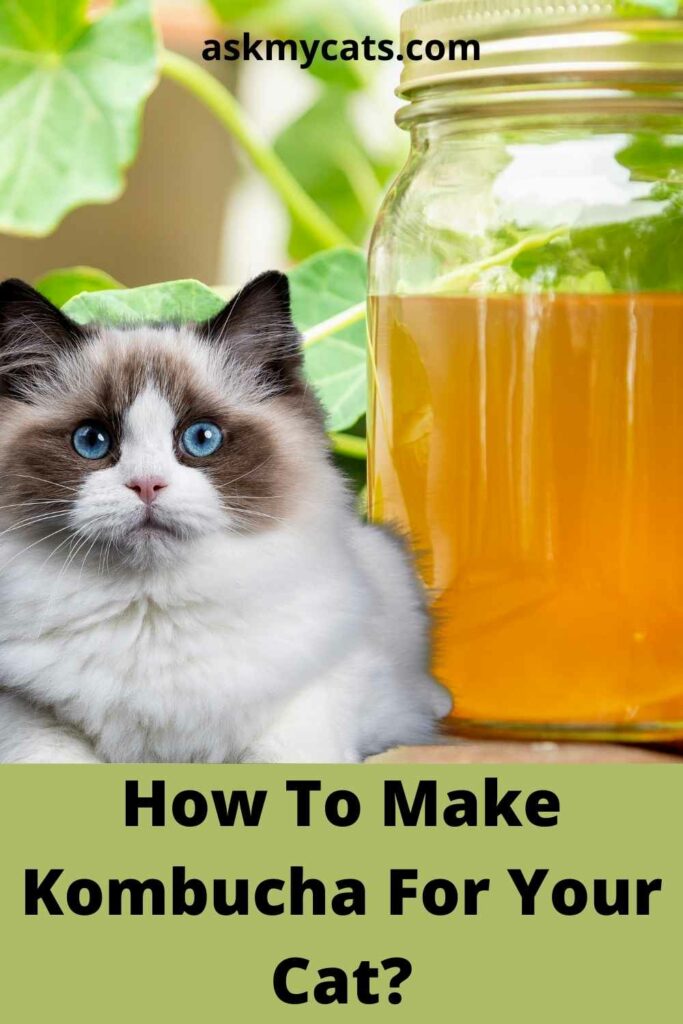 How To Make Kombucha For Your Cat?