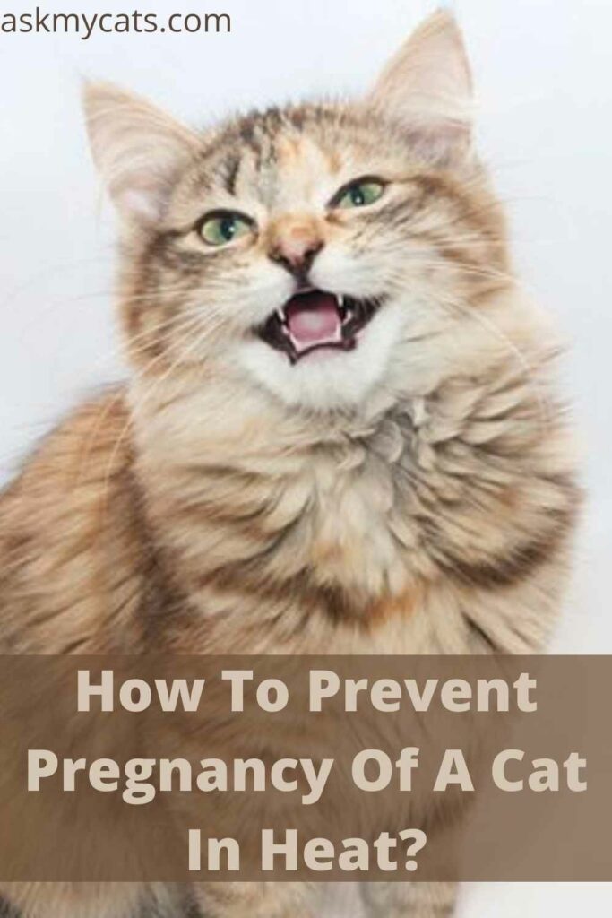 How To Prevent Pregnancy Of A Cat In Heat?