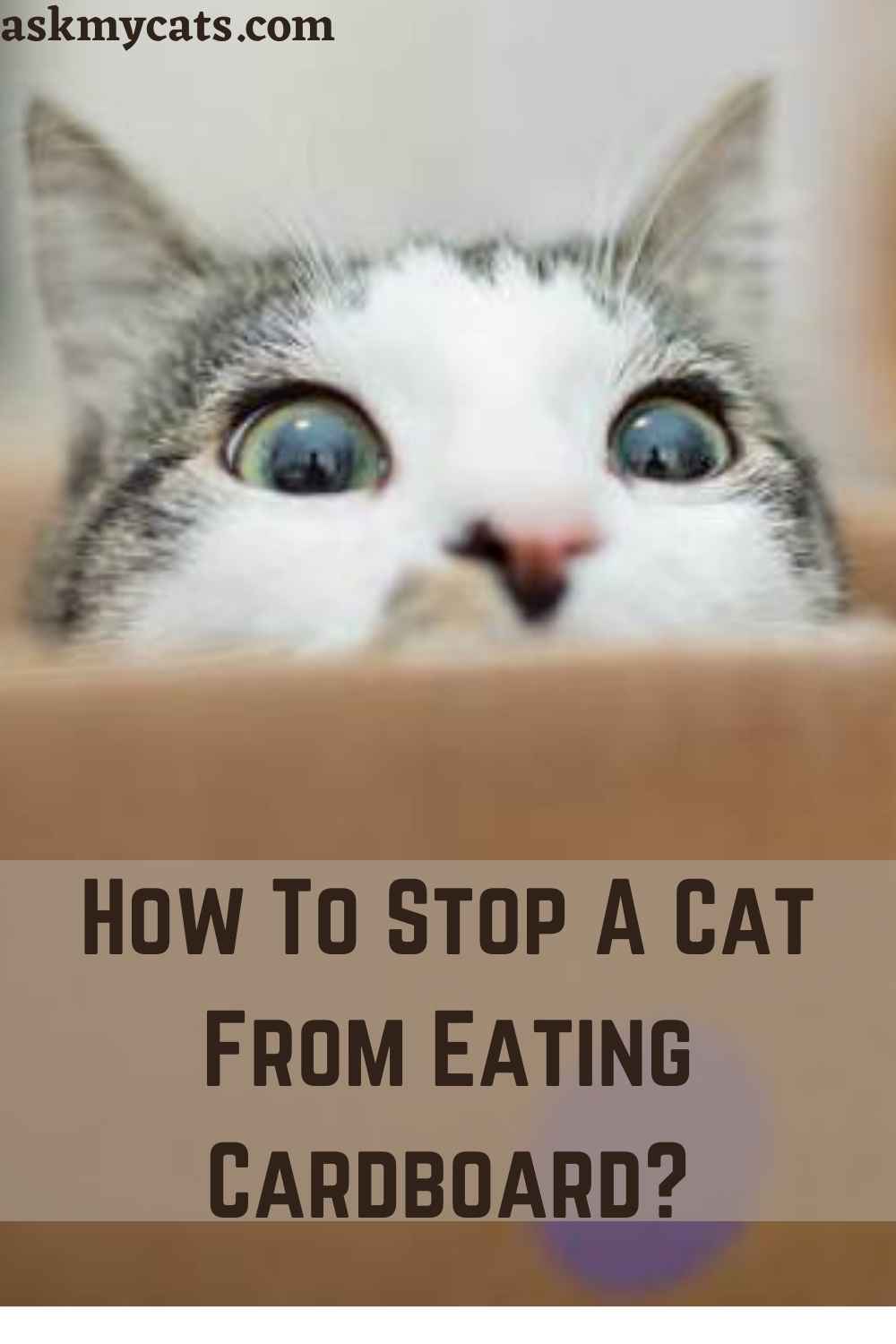 Cat Eating Cardboard How To Stop A Cat From Eating Cardboard?