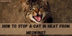 How To Stop A Cat In Heat From Meowing?
