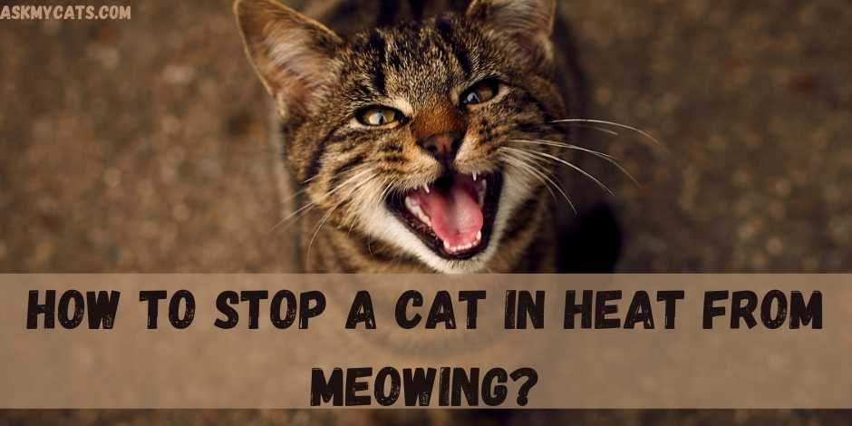 How To Stop A Cat In Heat From Meowing? 