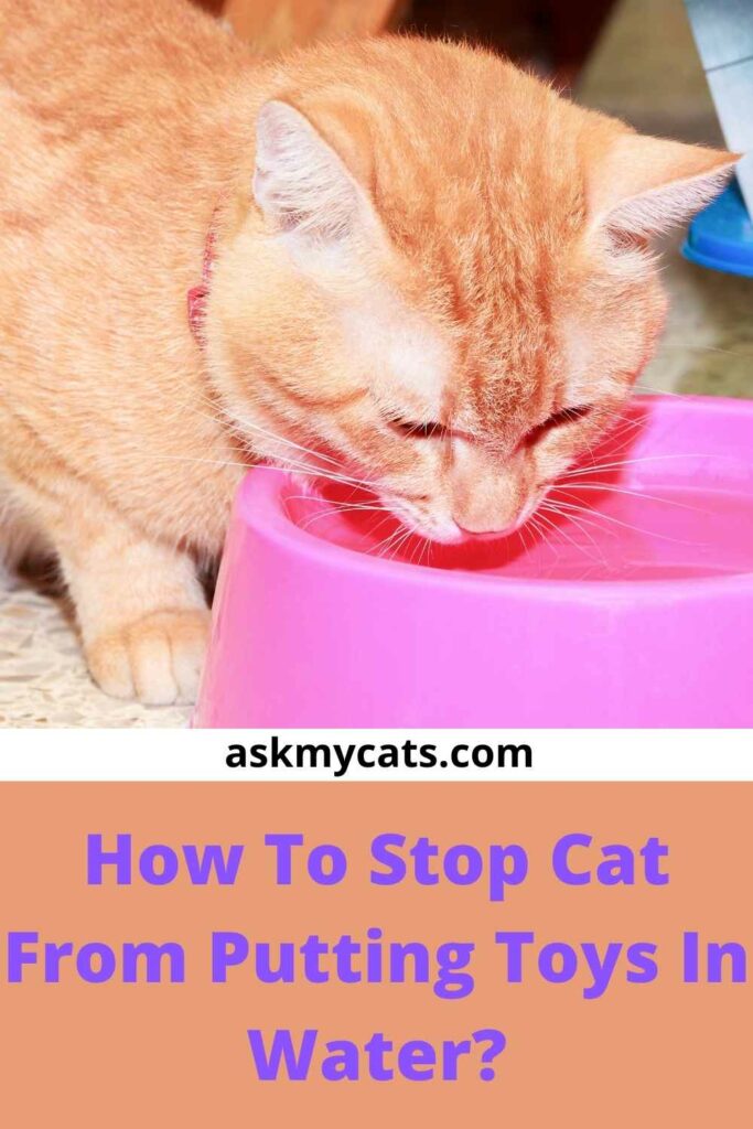 Cat puts toys in hotsell water dish