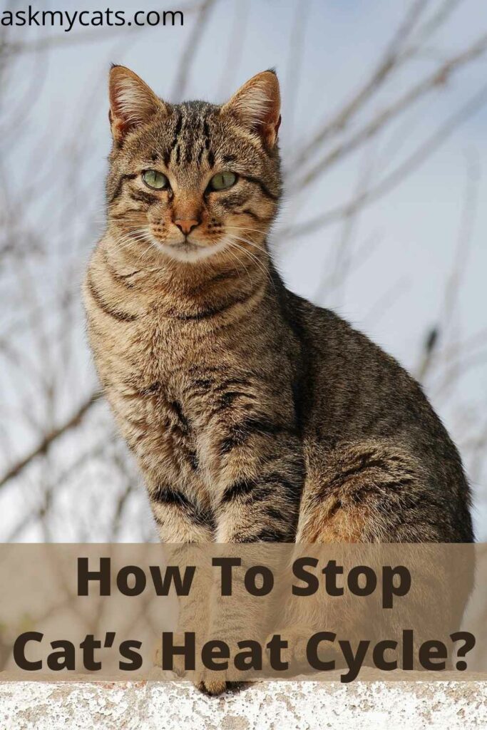 How To Stop Cat’s Heat Cycle