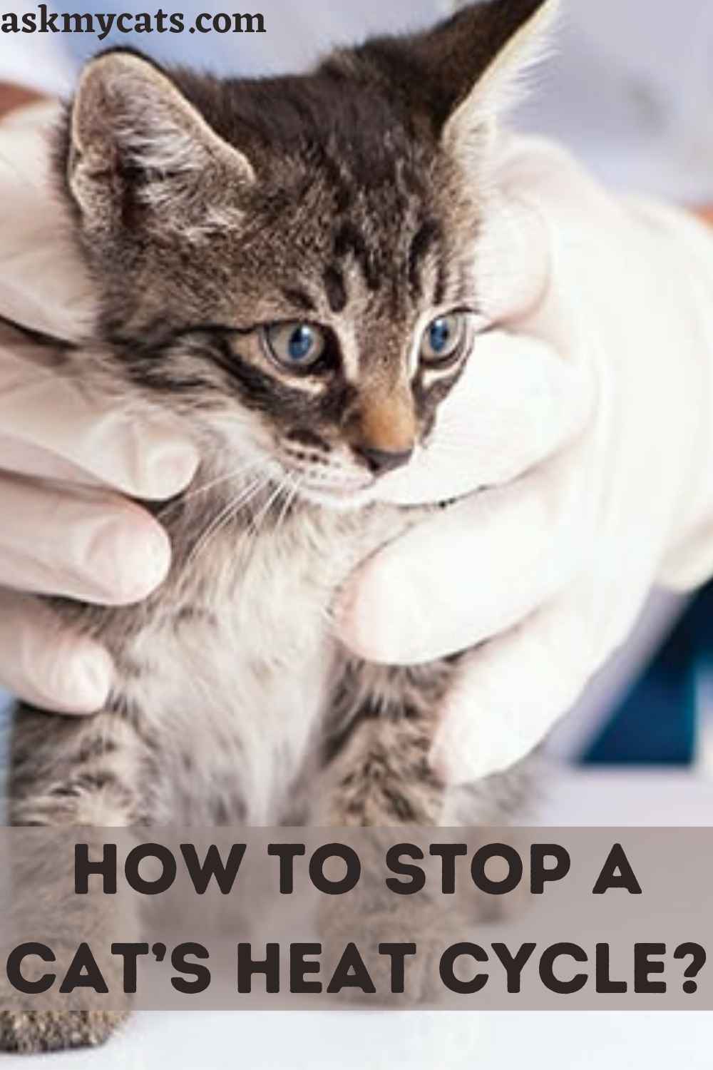 How To Stop A Cat In Heat From Meowing?