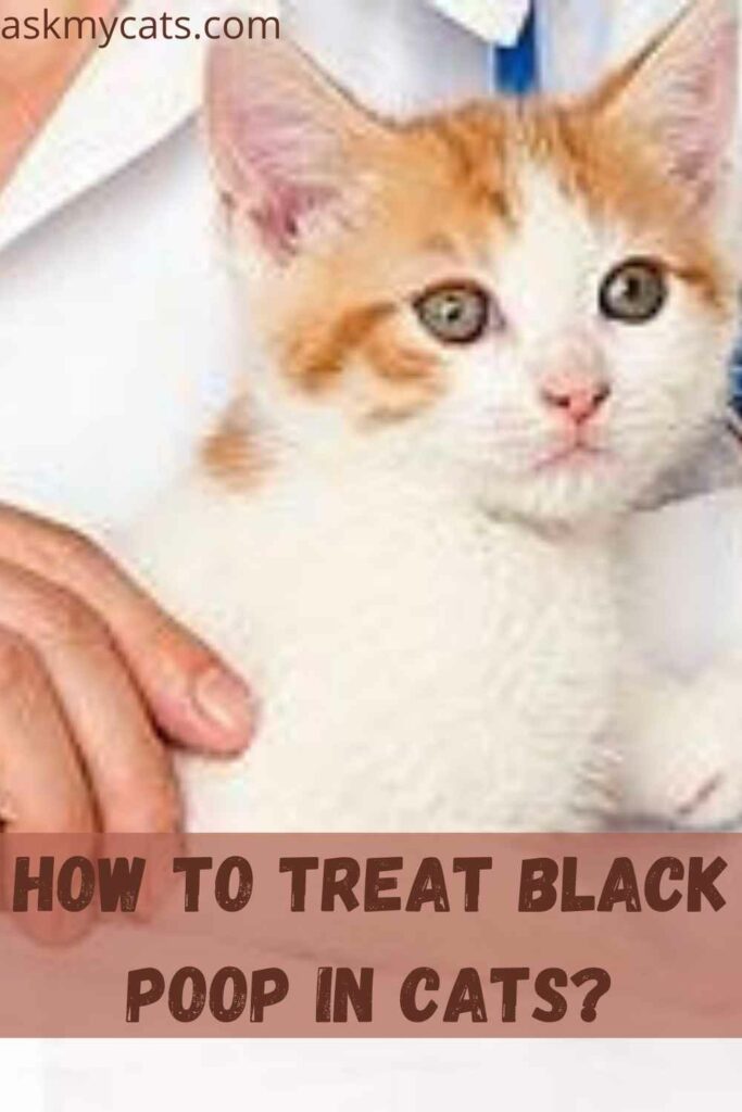 How To Treat Black Poop In Cats?