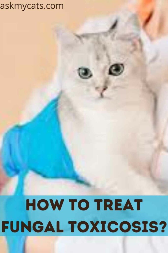 How To Treat Fungal Toxicosis?