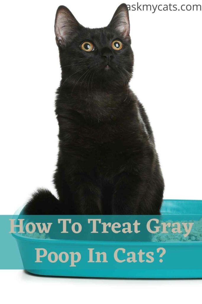 How To Treat Gray Poop In Cats?