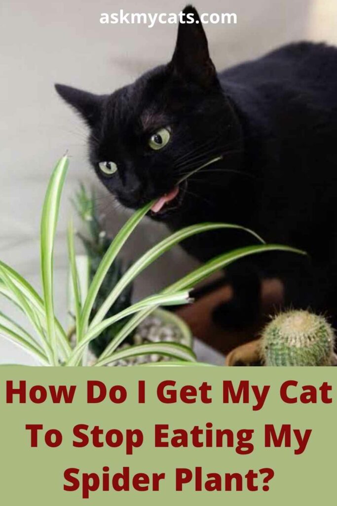 How Do I Get My Cat To Stop Eating My Spider Plant