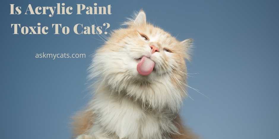 Is Acrylic Paint Toxic To Cats Can It Cause Harm To Cats