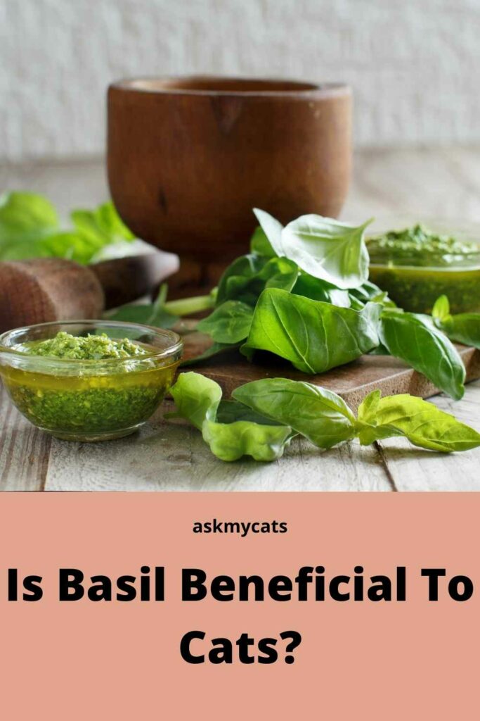 Is Basil Beneficial To Cats?