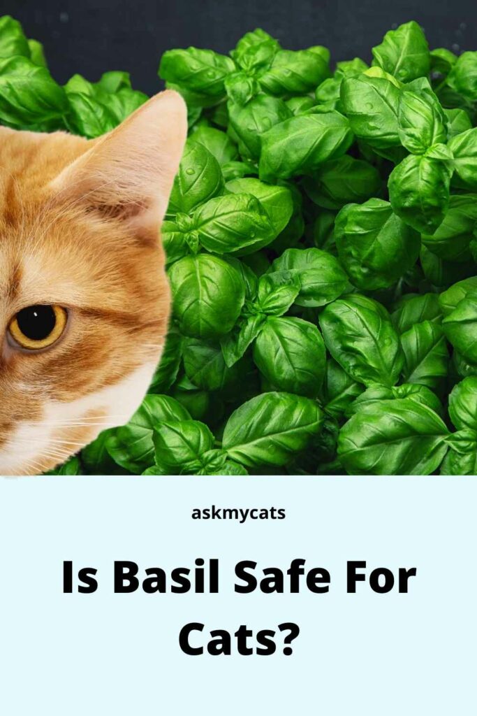 Can Cats Eat Basil Will It Harm My Cat