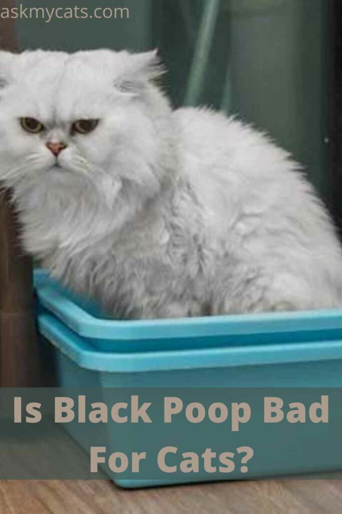 Is Black Poop Bad For Cats?