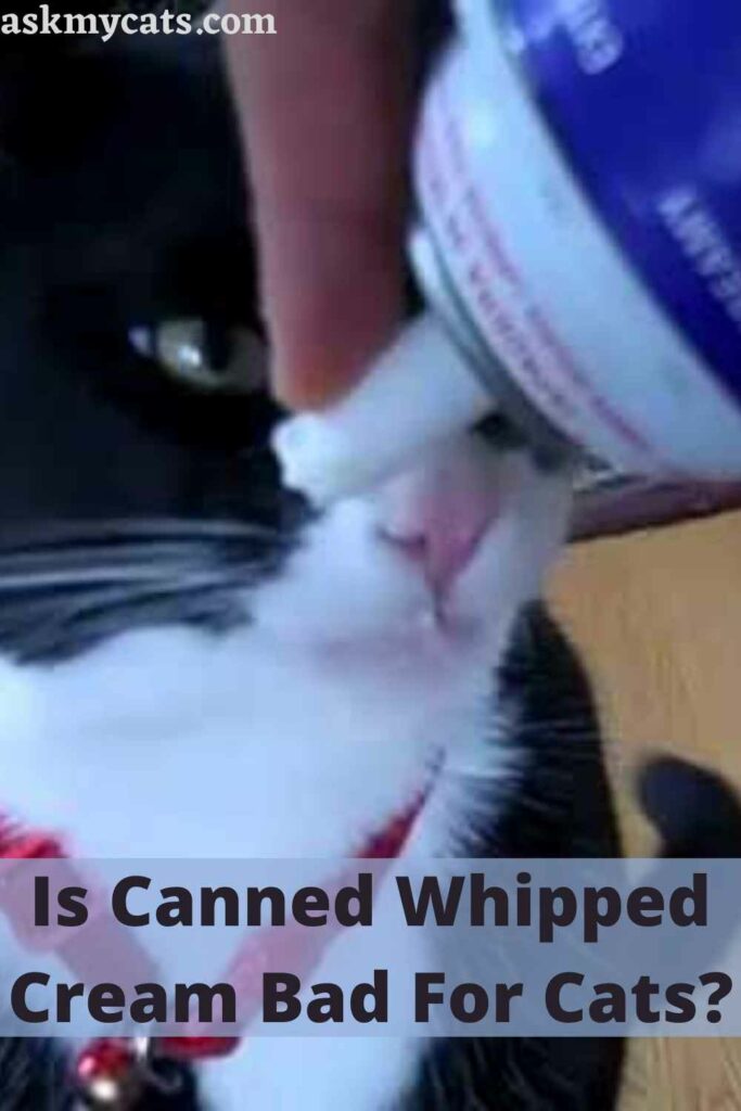 Is Canned Whipped Cream Bad For Cats?