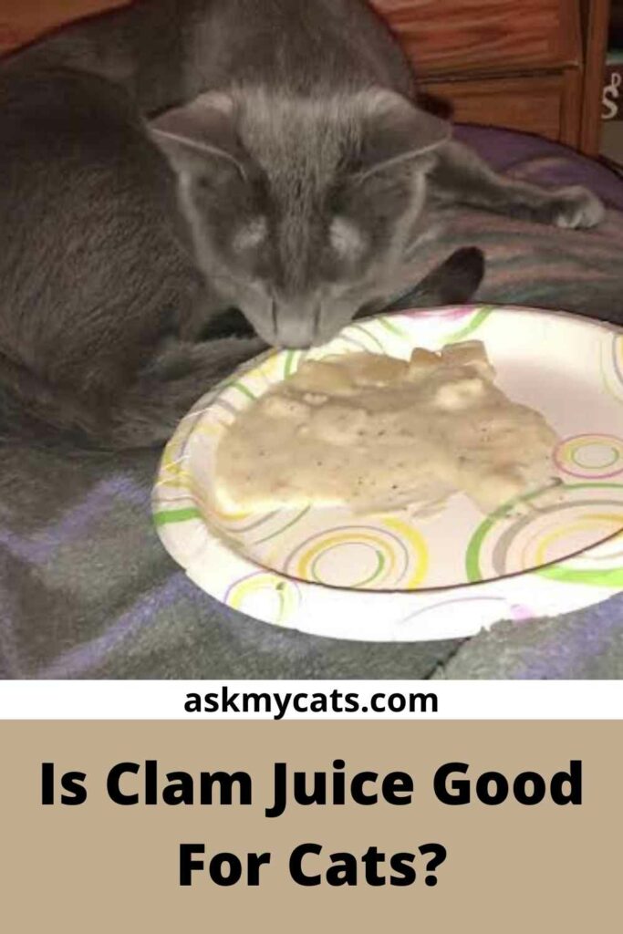 Is Clam Juice Good For Cats?