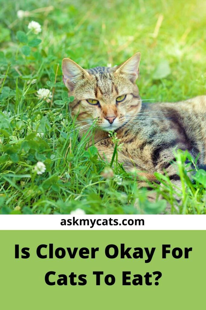 Is Clover Okay For Cats To Eat?