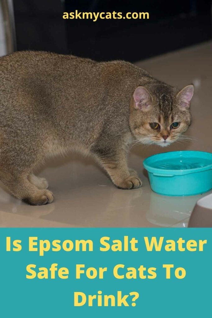 Is Epsom Salt Water Safe For Cats To Drink?