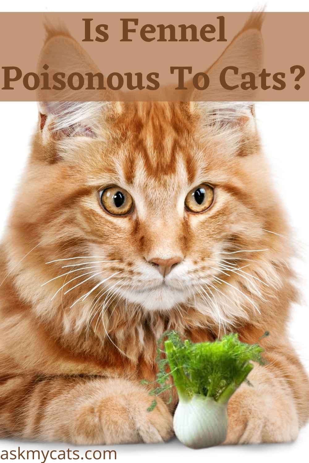 Can Cats Eat Fennel? Benefits/Drawbacks Of Cats Eating Fennel