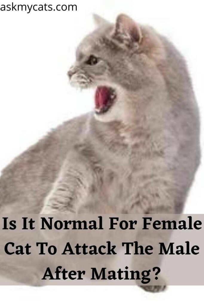 Is It Normal For Female Cat To Attack The Male After Mating?