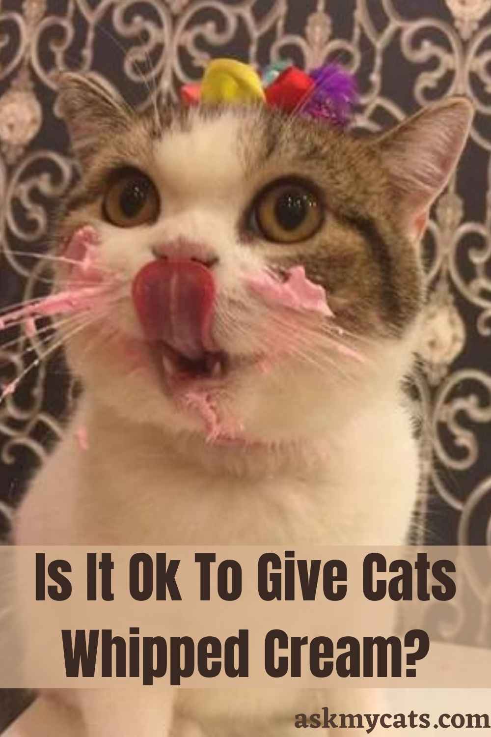 Can Cats Have Whipped Cream? Is Whipped Cream Bad For Cats?