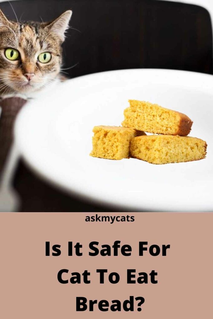 Is It Safe For  Cat To Eat  Bread?