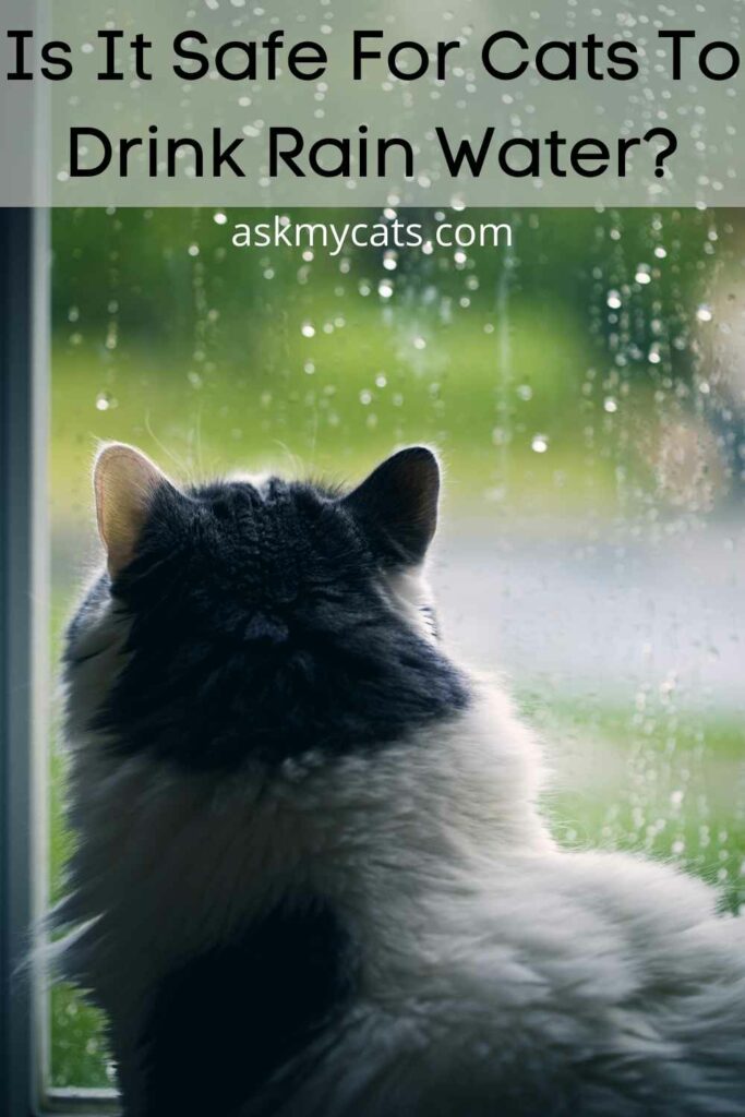 Is It Safe For Cats To Drink Rain Water?