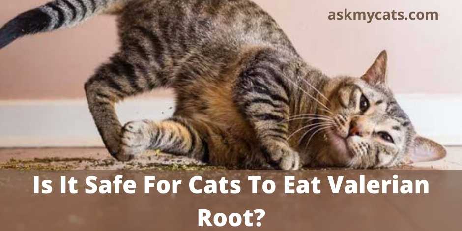 Is It Safe For Cats To Eat Valerian Root?