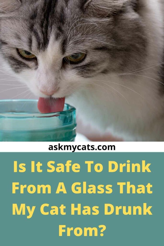 Is It Safe To Drink From A Glass That My Cat Has Drunk From?