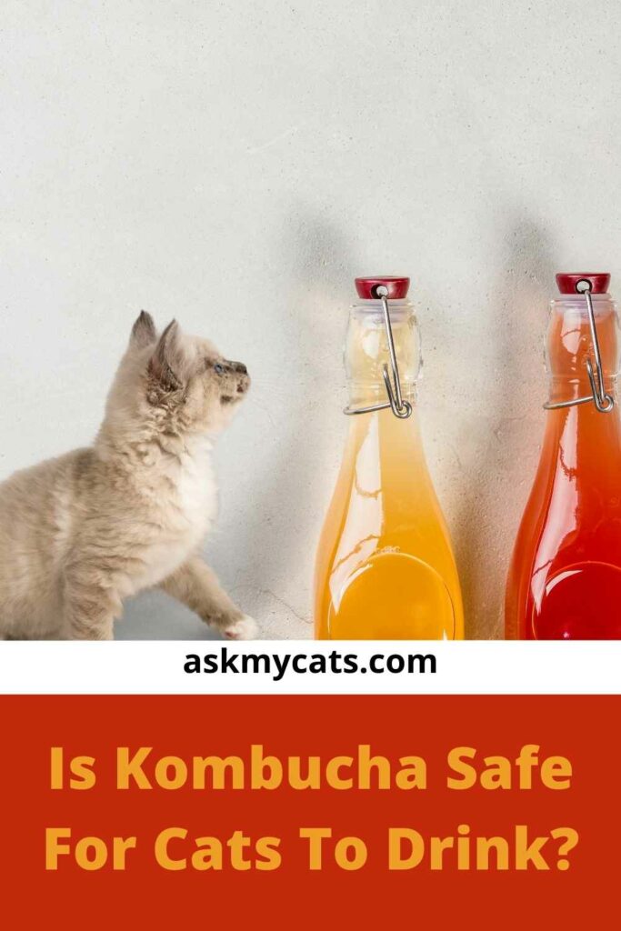 Is Kombucha Safe For Cats To Drink?