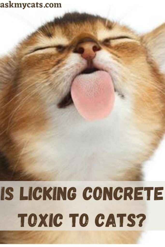 Is Licking Concrete Toxic To Cats?