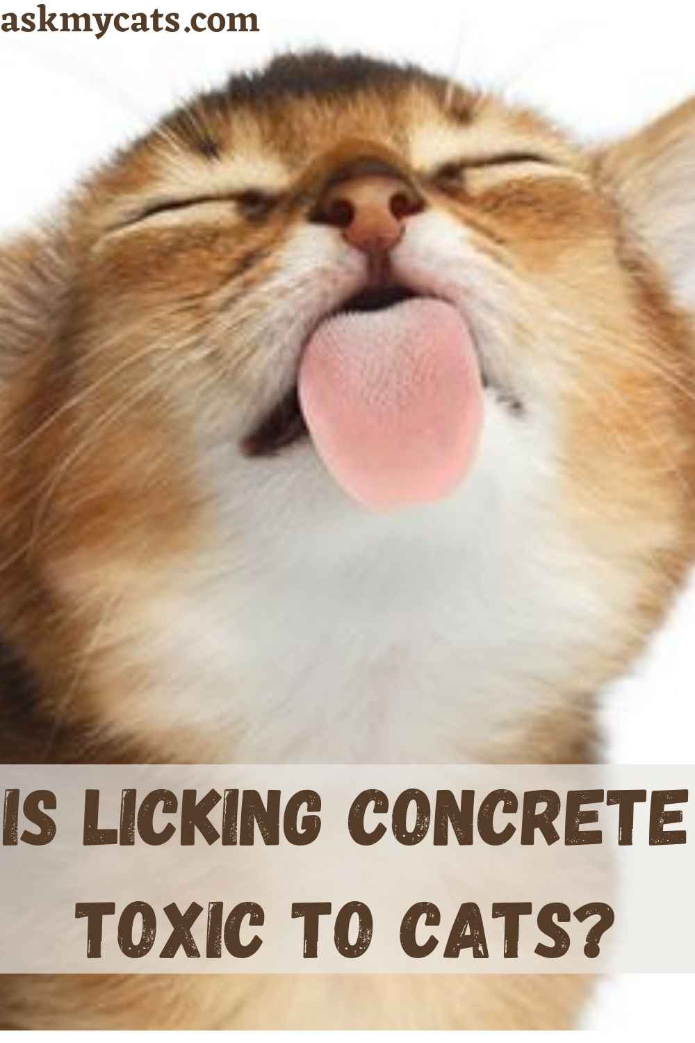 Why Do Cats Lick Concrete? Concrete And Cats