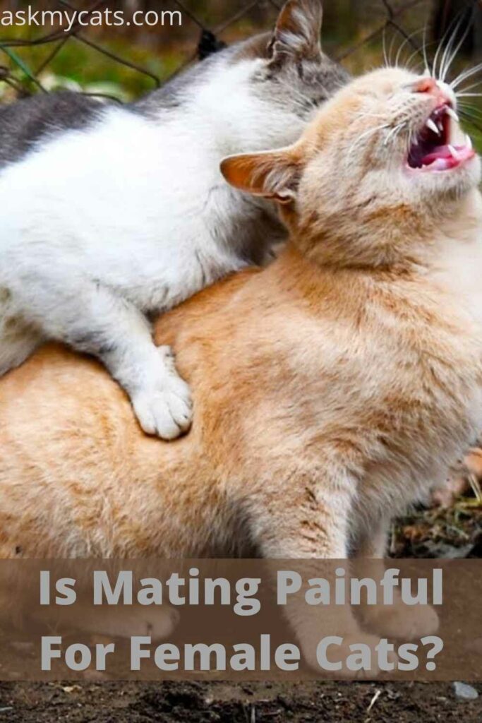 Is Mating Painful For Female Cats?