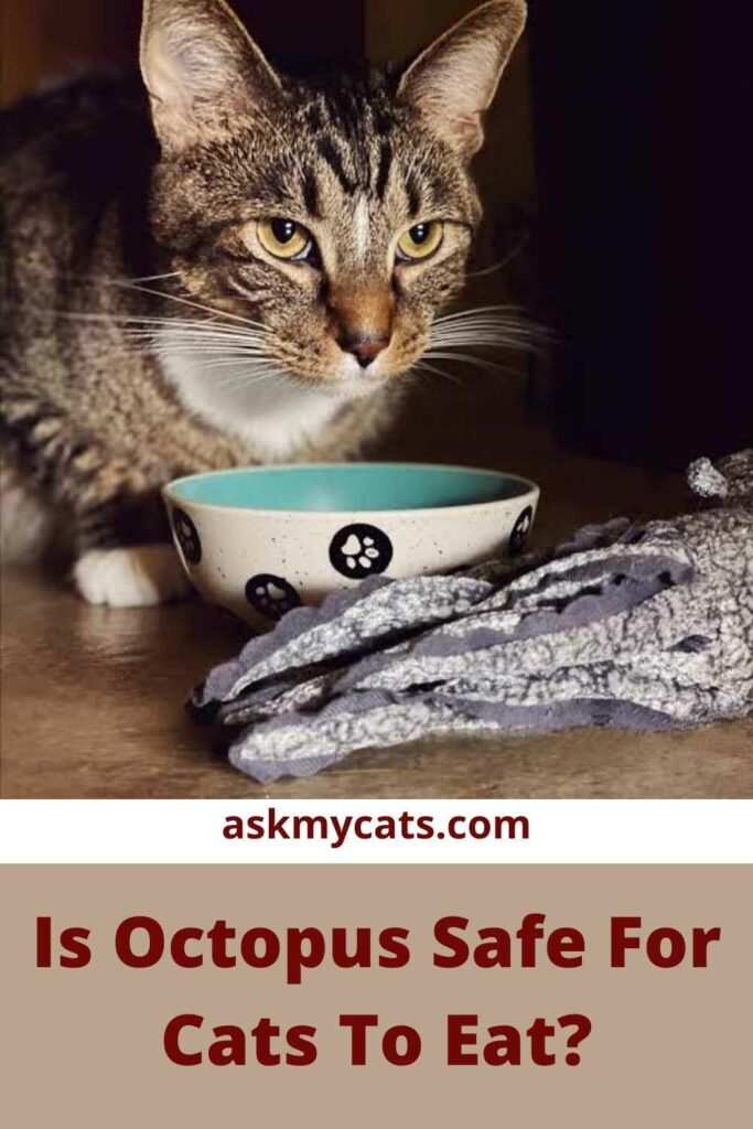 Is Octopus Safe For Cats To Eat?