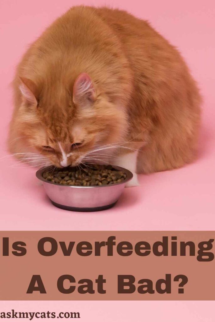 Is Overfeeding A Cat Bad?