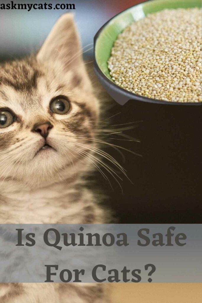 Is Quinoa Safe For Cats?