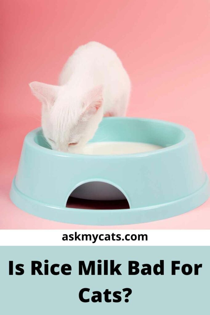 Is Rice Milk Bad For Cats?