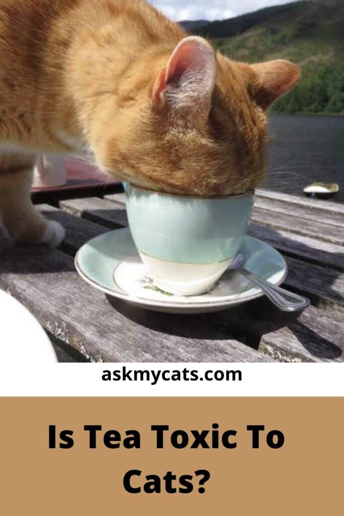 Is Tea Toxic To Cats?