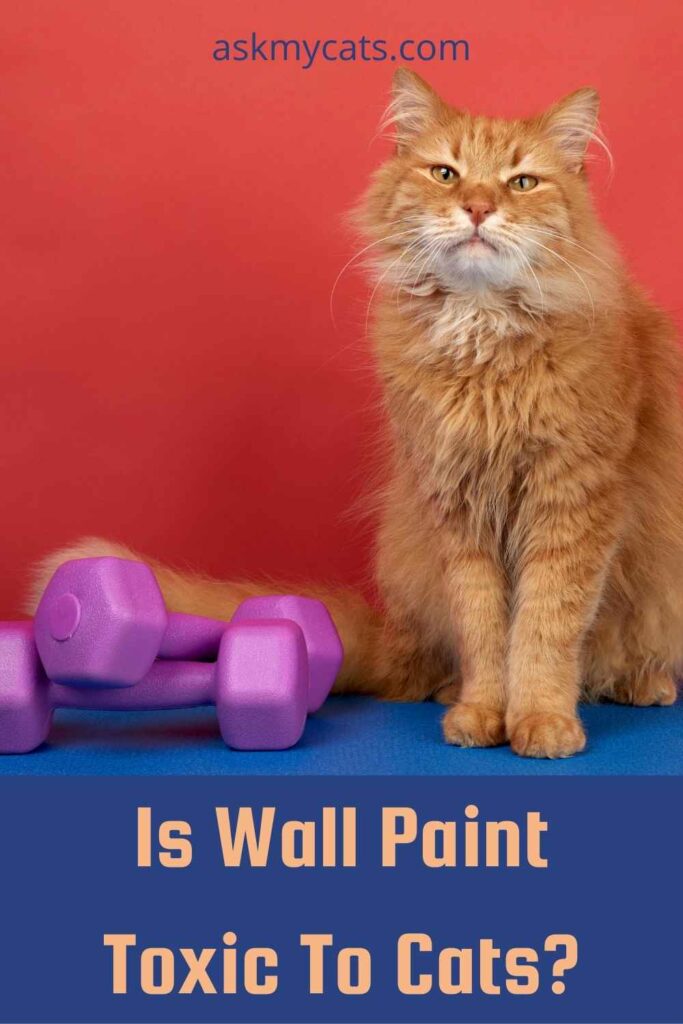 Is Wall Paint Toxic To Cats?