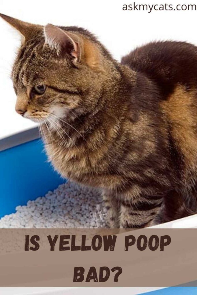 Is yellow poop bad?